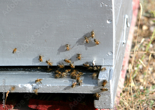 Abeilles entrant dans la ruche