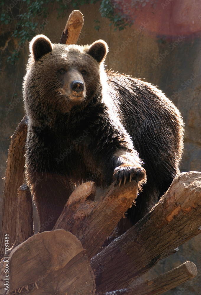 Obraz premium oso - 3