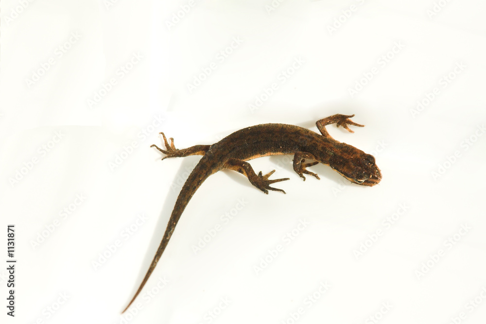 Fototapeta premium newt