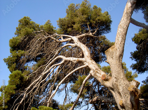 arbre pin penche bord de mer