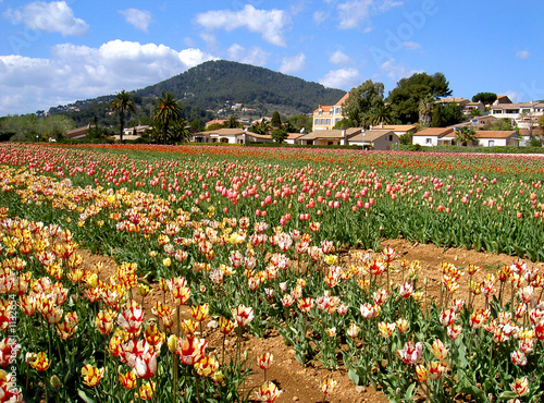 champs de tulipes de carqueiranne