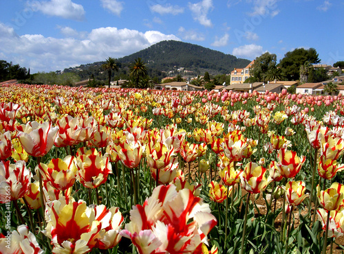 tulipes frisées de carqueiranne