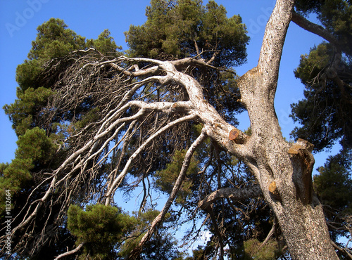 arbre pin penche du bord de mer 2