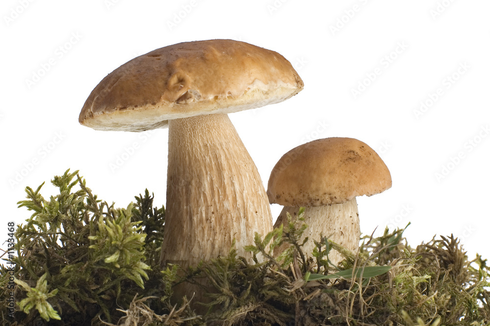 mushroom mushroom