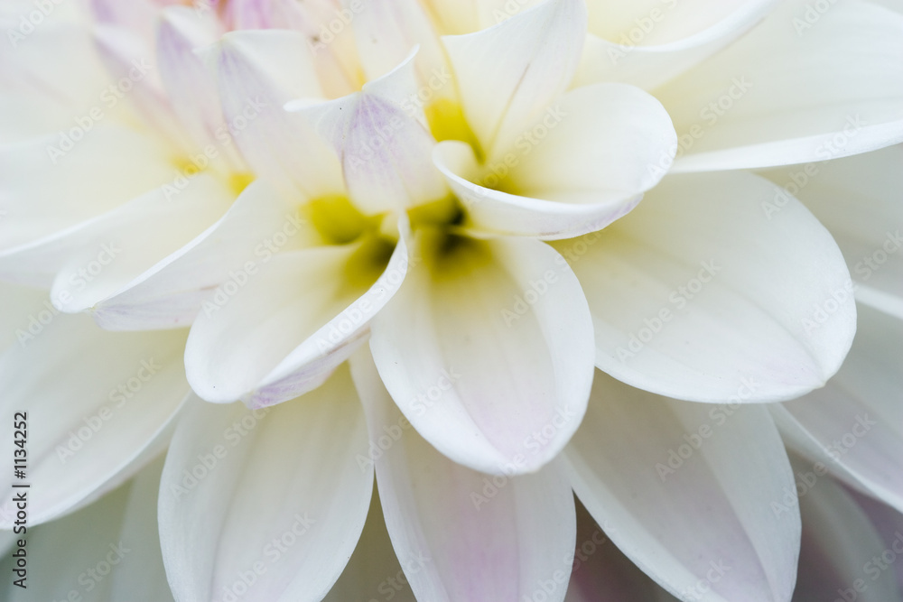 dahlia background. dahlia background.