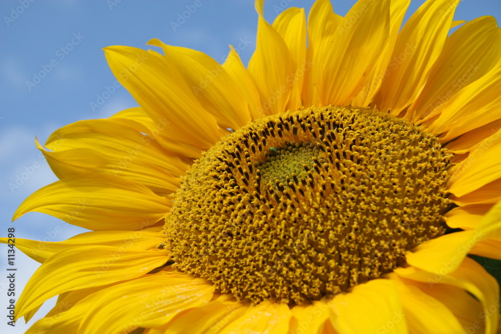Obraz premium sunflower.