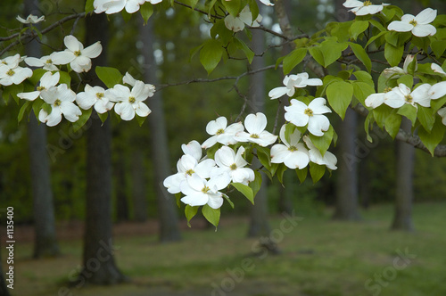 dogwood blossoms in the park