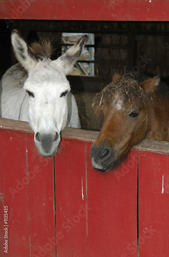 donkey couple