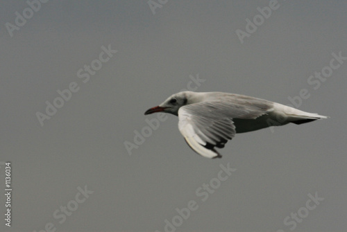 mouette