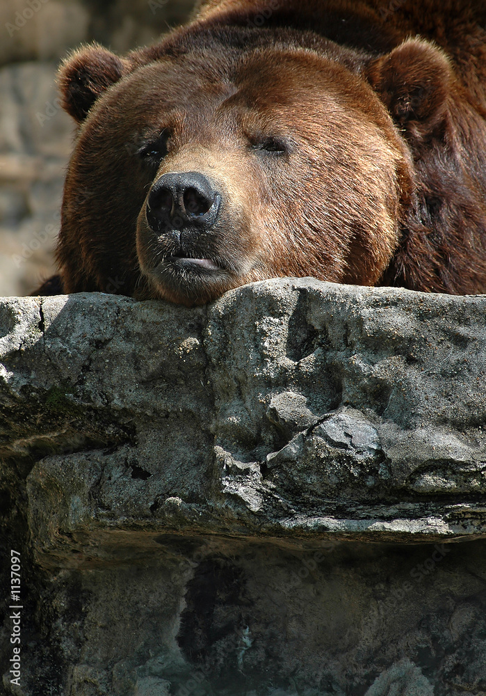 Fototapeta premium grizzly bear