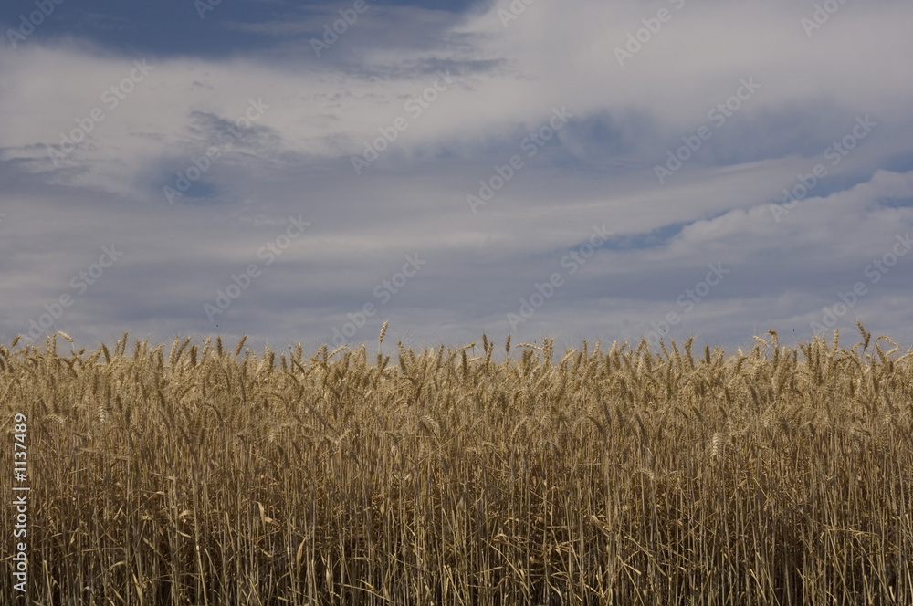 wheat field under cloudy sky