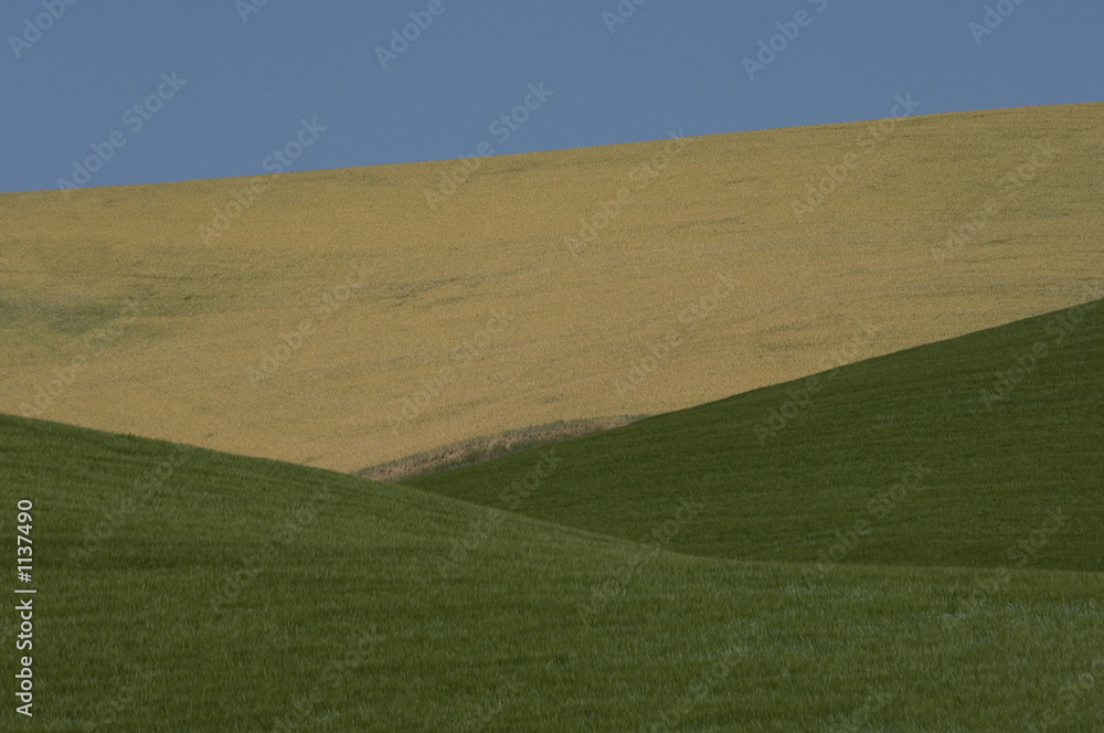 wheat field pattern