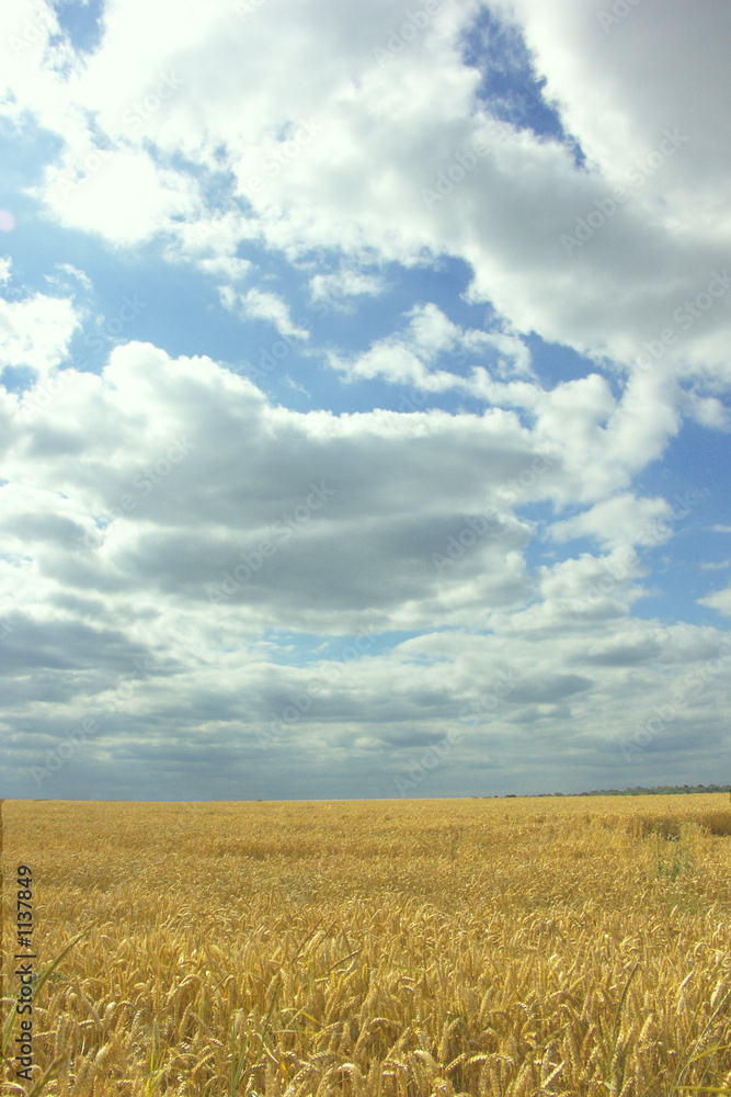 nuages sur un champ de blé