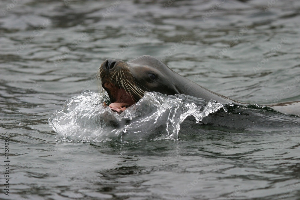 Fototapeta premium seelöwe