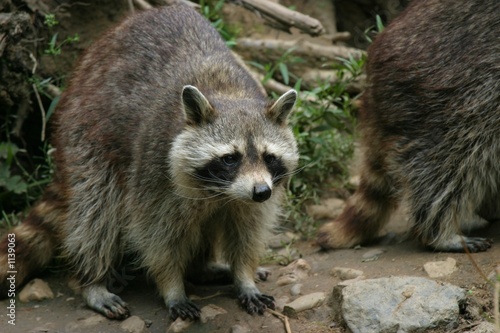waschbär