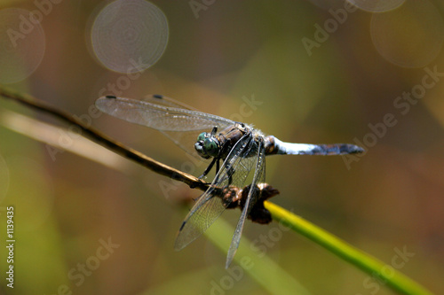 großer blaupfeil - orthetrum cancellatum 4 photo