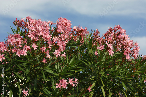 oleander photo