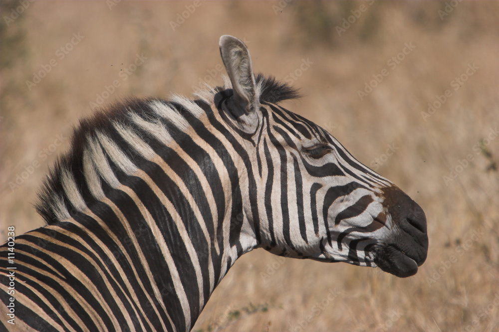 Naklejka premium zebra shake