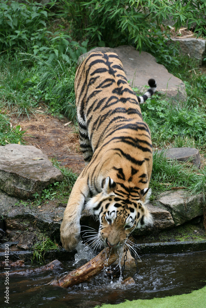 amurtiger StockFoto Adobe Stock