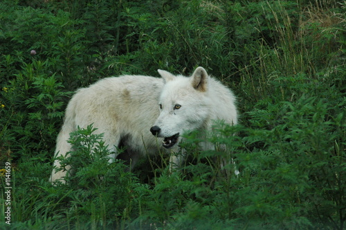 artic wolf