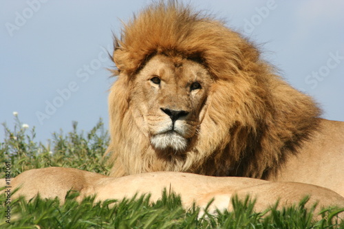 Fototapeta Naklejka Na Ścianę i Meble -  le lion