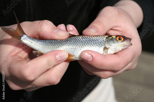 fish