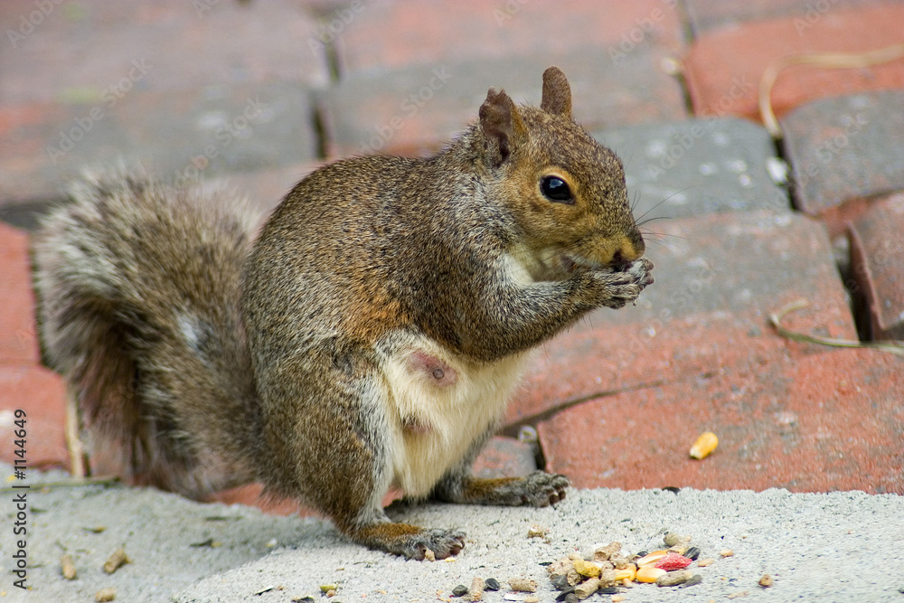 Fototapeta premium brickyard squirrel