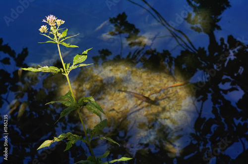 wasserpflanze