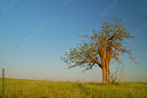 lone tree
