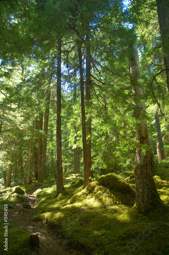 trail in the forest
