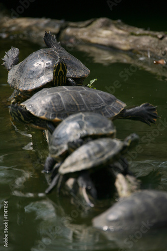 schildkröten