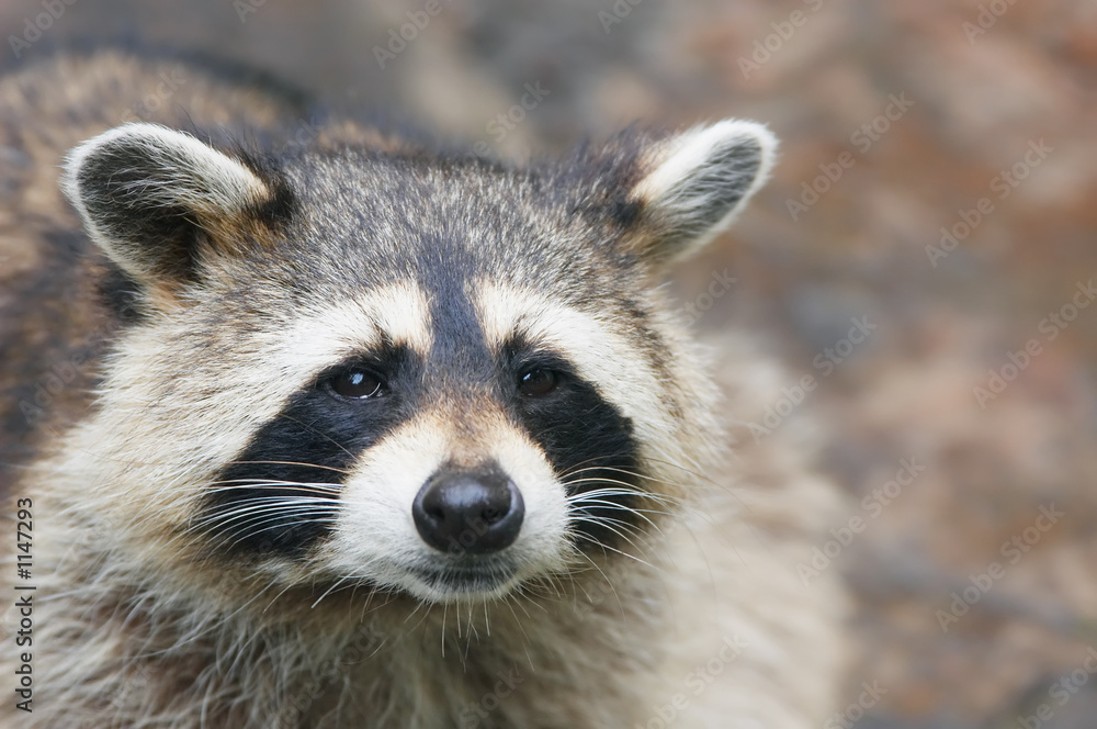 raccoon