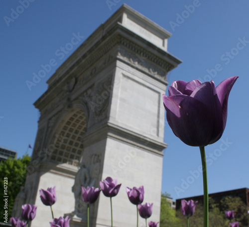violet flower with washington square park in backg