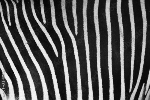 zebra texture