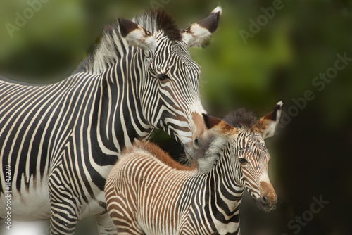 Fototapeta Naklejka Na Ścianę i Meble -  mother and baby zebra