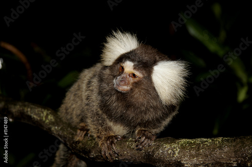 monkey on a tree branch