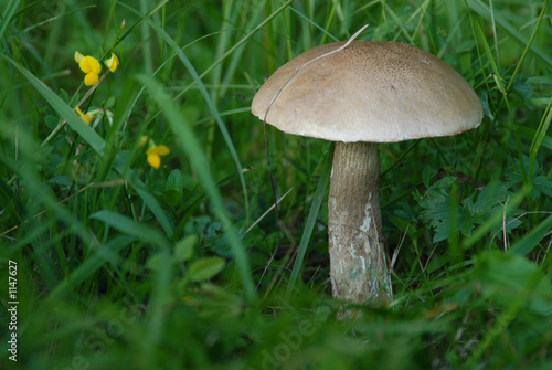 birkenpilz