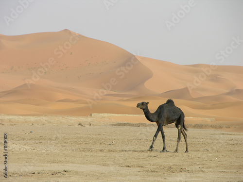 dromadaire