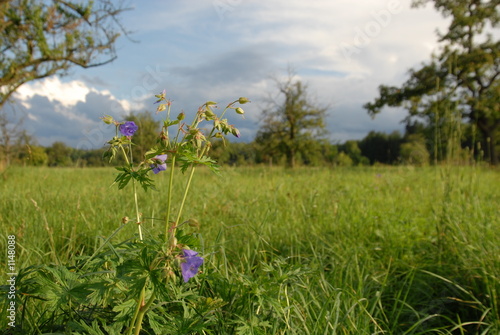 wiesenblume