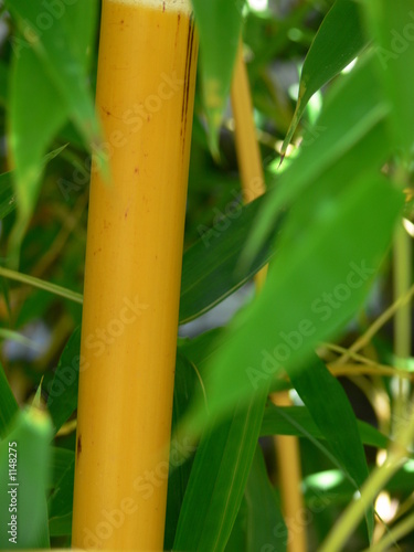 bamboo