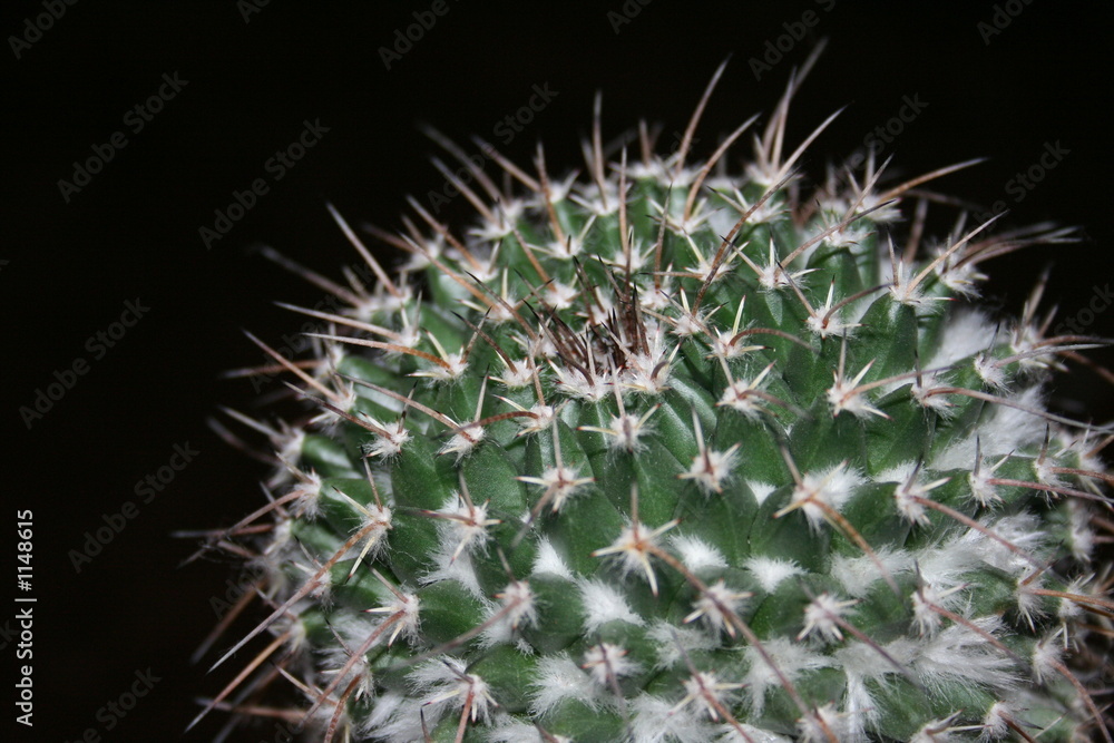 round cactus