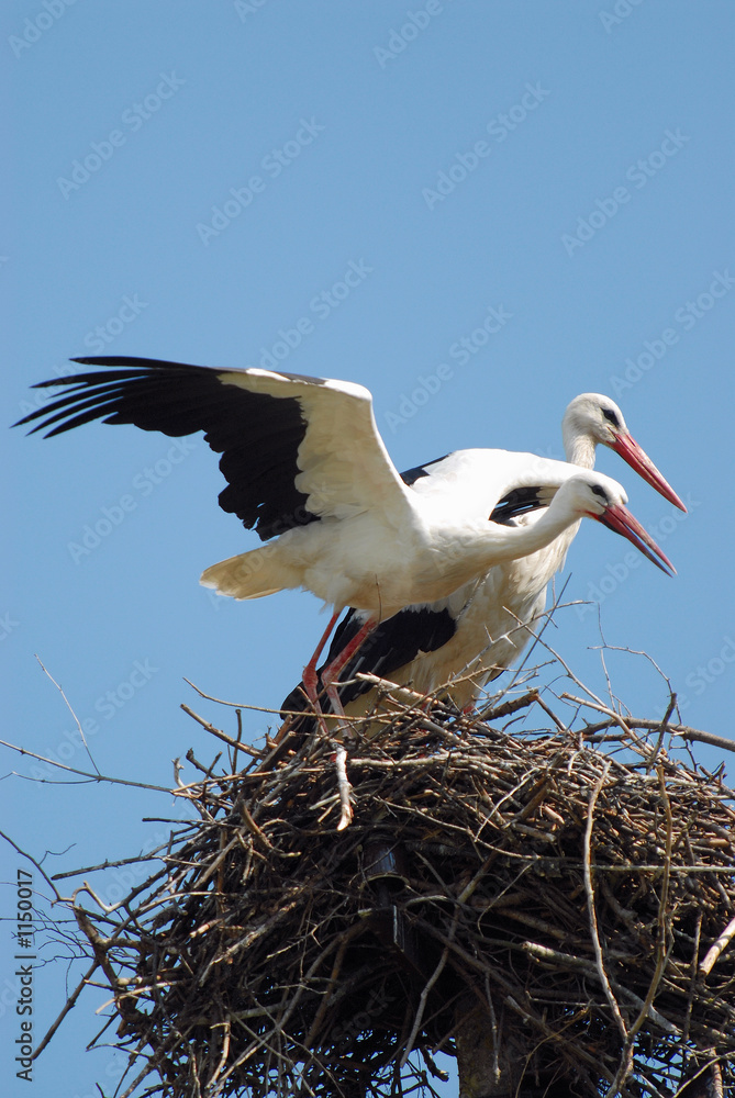 Fototapeta premium stork