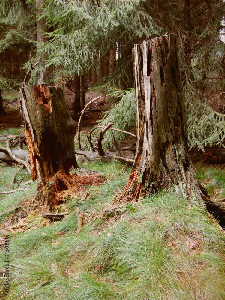 wald mit morschen baum