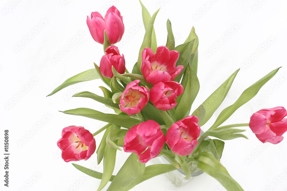 tulips on snow tulips on snow