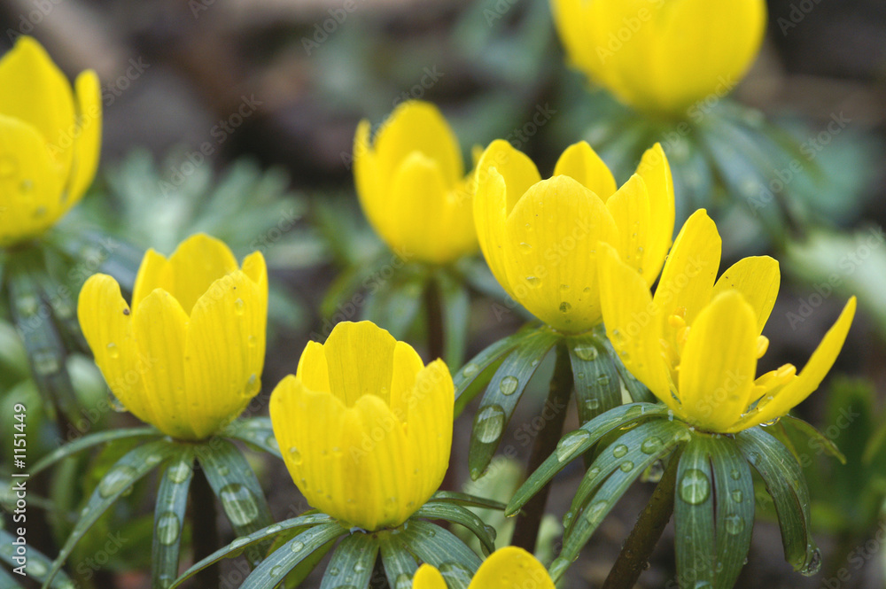 Fototapeta premium winter aconite in group