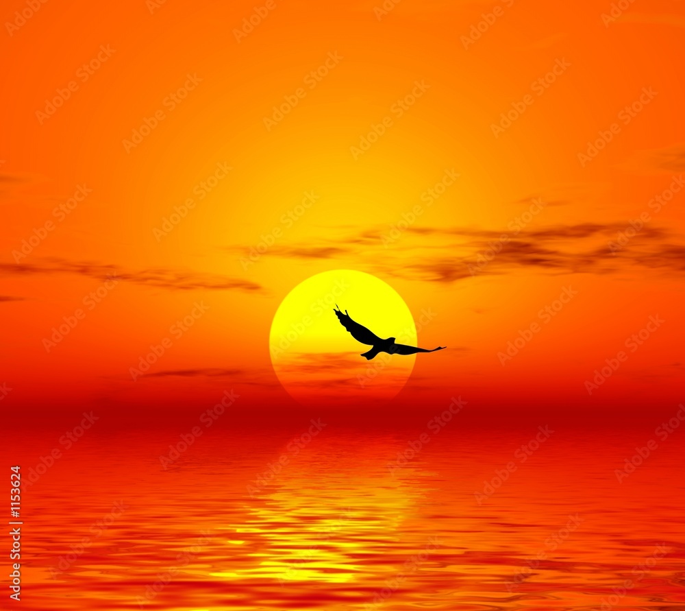 Fototapeta premium red sunset. bird and sun