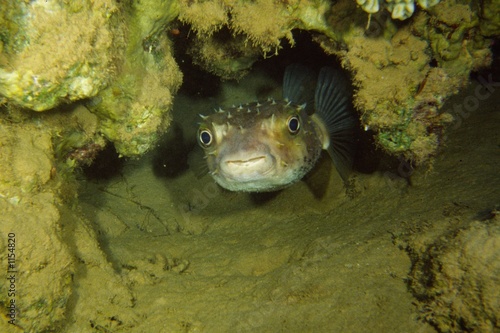 igelfisch