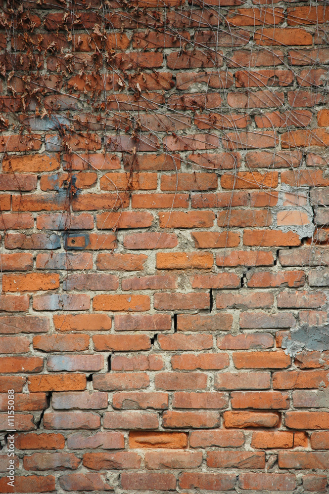 Fototapeta premium wall