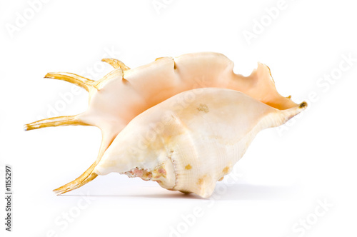 isolated shell on white background