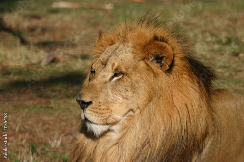 african lion